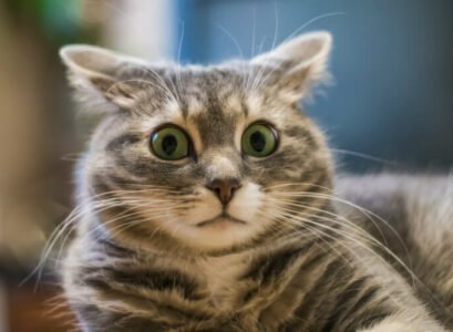 répulsif chat remède de grand-mère