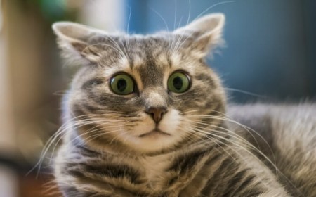 répulsif chat remède de grand-mère