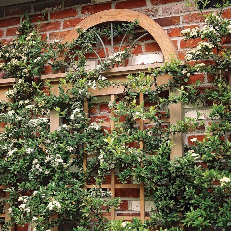 support mural pour plantes grimpantes récup encadrement fenêtre en bois jasmin étoilé