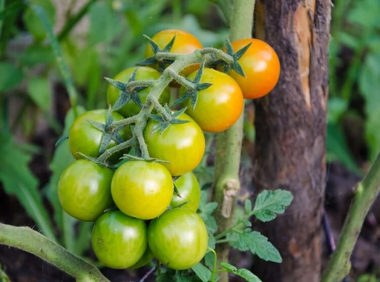 utiliser marc de café jardin tomates