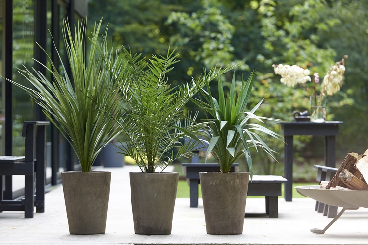 Palmiers balcon et terrasse : Plantes balcon et terrasse et balcon terrasse  - botanic®