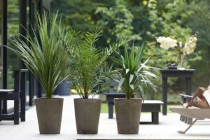 variétés petit palmier décoratif en pot entretien balcon jardin