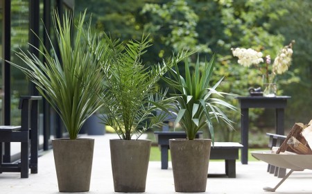 variétés petit palmier décoratif en pot entretien balcon jardin