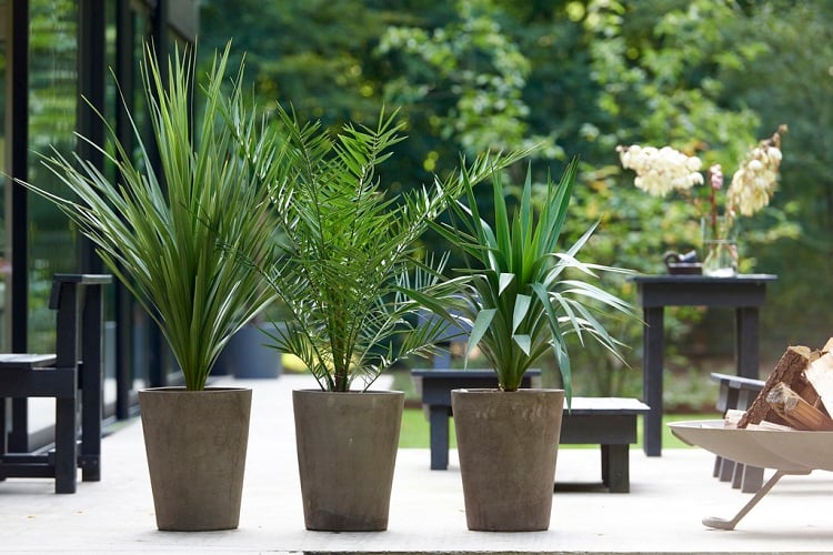 variétés petit palmier décoratif en pot entretien balcon jardin