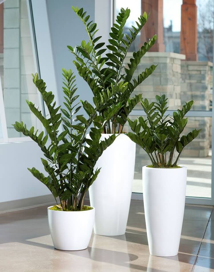 Plante ZZ artificielle idéale pour décorer l'espace extérieure