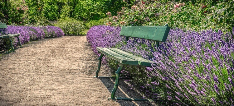 aménagement paysager méditerranéen bordures de lavande allée de jardin