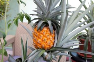 ananas arbre plantation et culture