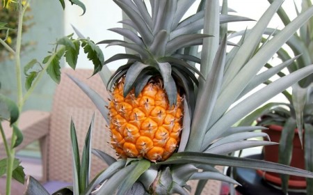 ananas arbre plantation et culture