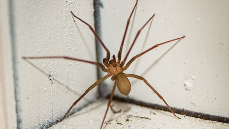 anti-araignée naturel comment faire fuir araignées