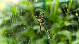 anti-araignée naturel peur injustifiée héritée ancêtres