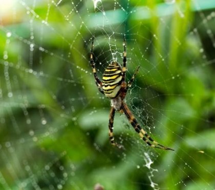 anti-araignée naturel peur injustifiée héritée ancêtres