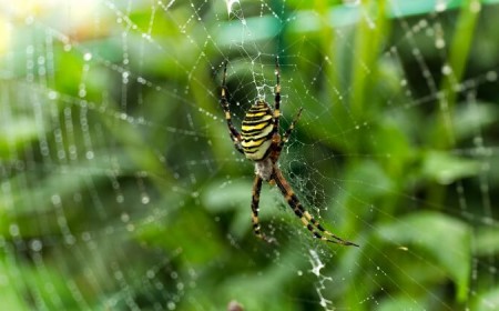 anti-araignée naturel peur injustifiée héritée ancêtres