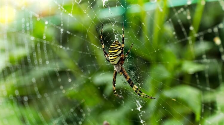 anti-araignée naturel peur injustifiée héritée ancêtres