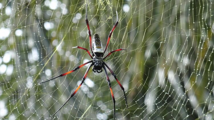 anti-araignée naturel prise efficace naturelle