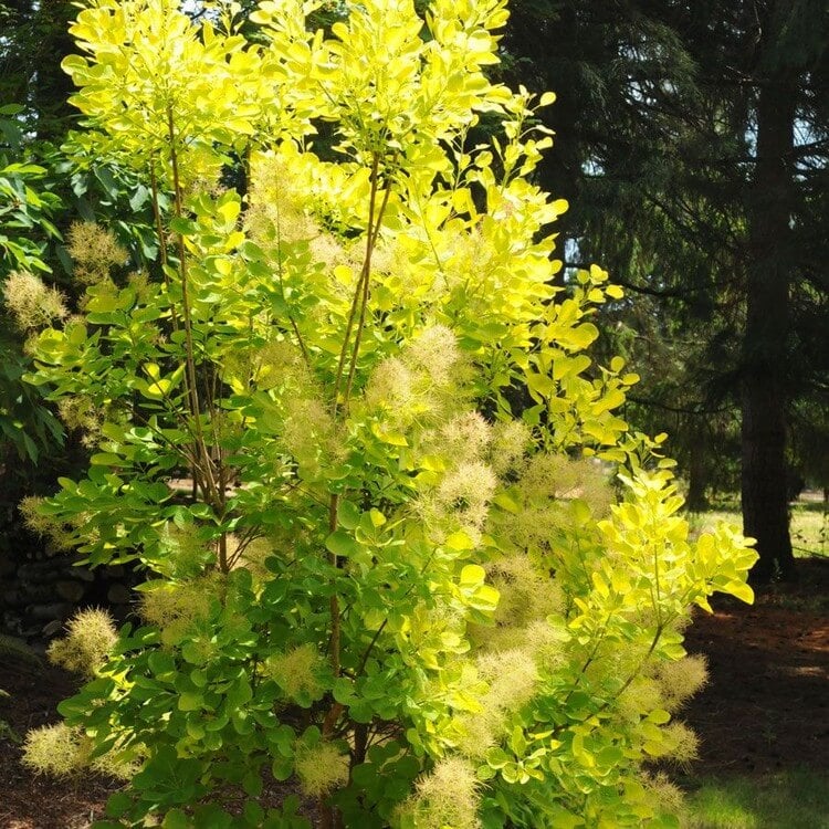 arbre à perruque Cotinus coggygria variété Golden Spirit floraison estivale