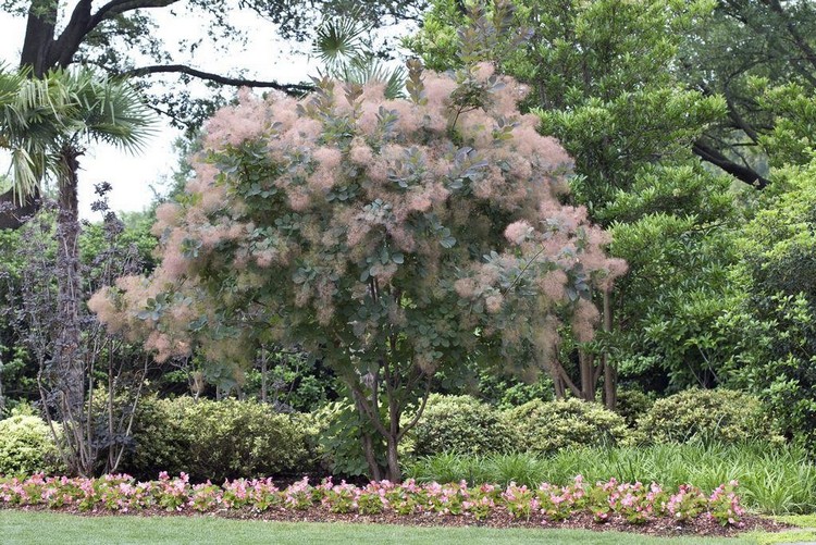 arbre à perruque Cotinus coggygria variété Grace floraison estivale