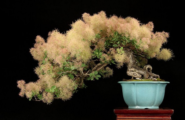 arbre à perruque nain bonsai Cotinus coggygria variété Young lady pot