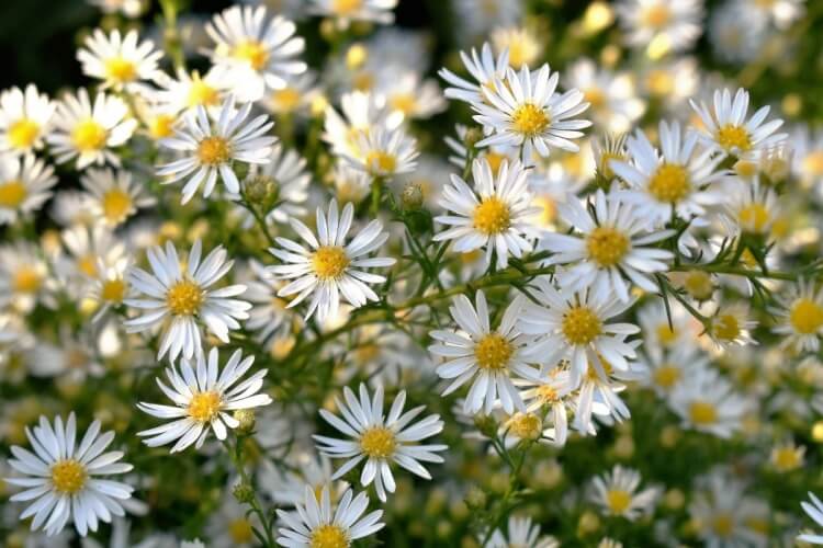 aster d'automne blanc Aster snowflurry Aster ericoides