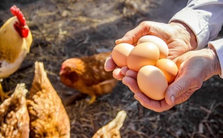 astuces comment savoir si œuf est bon ou pas astuces fraicheur