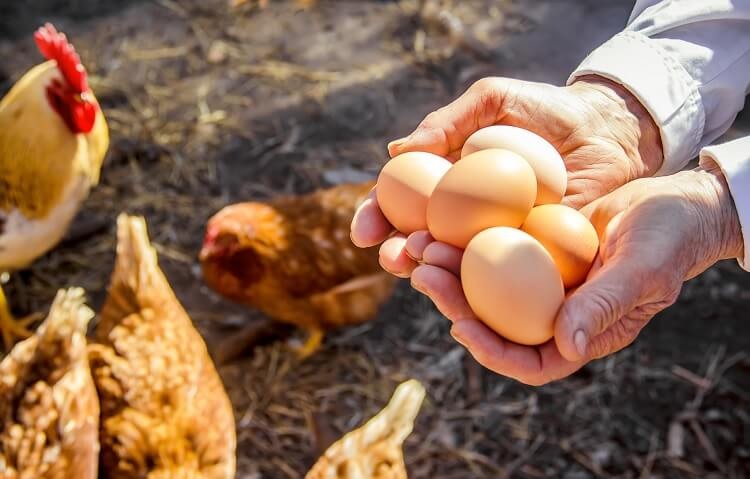 astuces comment savoir si œuf est bon ou pas astuces fraicheur