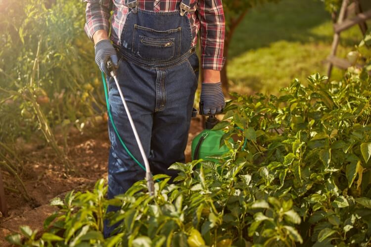 à quelle fréquence utiliser le savon noir dans le jardin