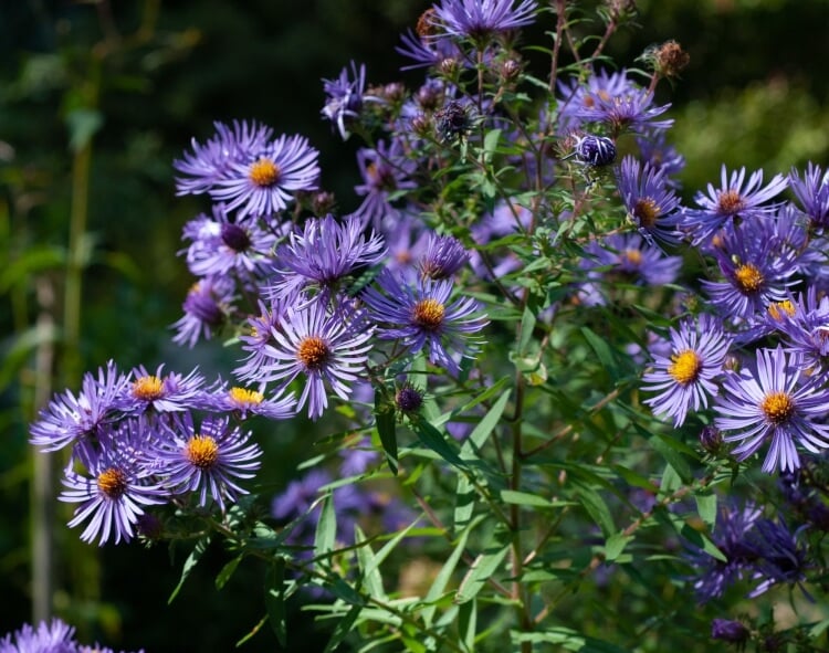 bouture aster automne Aster de nouvelle Angleterre Violetta Aster novae-angliae