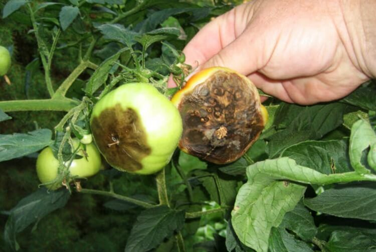 comment arrêter le mildiou tomates engrais libération lente éviter fertiliser trop