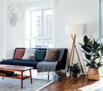 comment bien entretenir le ficus elastica arbre caoutchouc en appartement