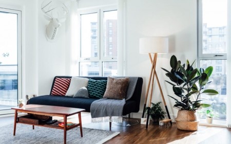 comment bien entretenir le ficus elastica arbre caoutchouc en appartement
