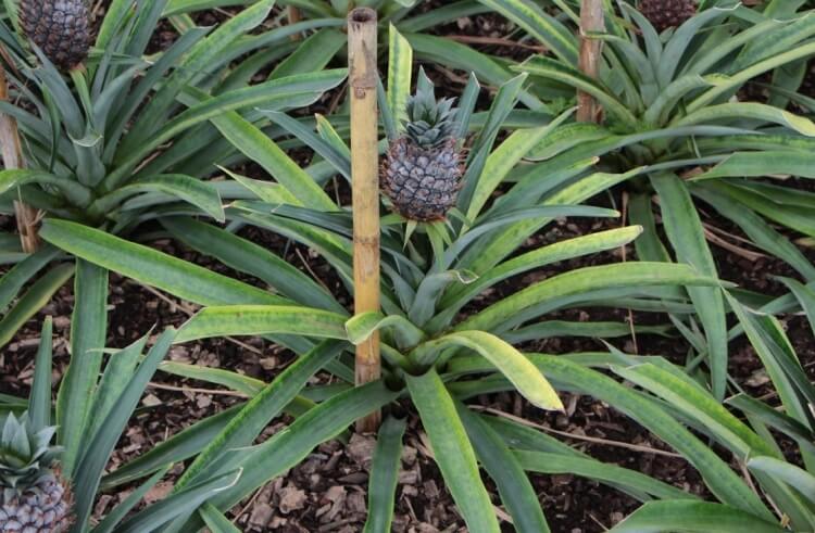 comment cultiver la plante ananas