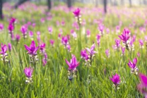 comment cultiver le curcuma en pot ou dans le jardin conseils