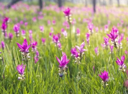comment cultiver le curcuma en pot ou dans le jardin conseils