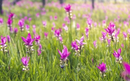 comment cultiver le curcuma en pot ou dans le jardin conseils