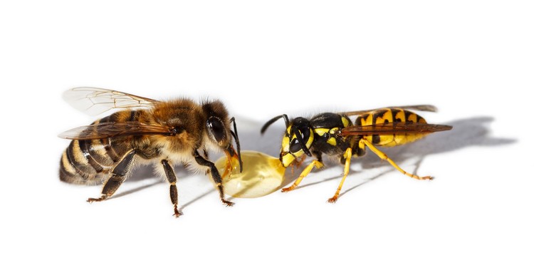 comment-distinguer-abeilles-guepes-différences-similarités