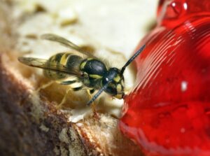 comment détruire un nid de guêpe naturellement