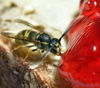 comment détruire un nid de guêpe naturellement