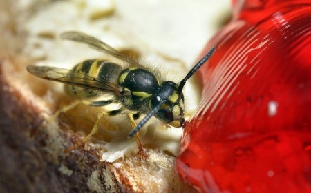 comment détruire un nid de guêpe naturellement