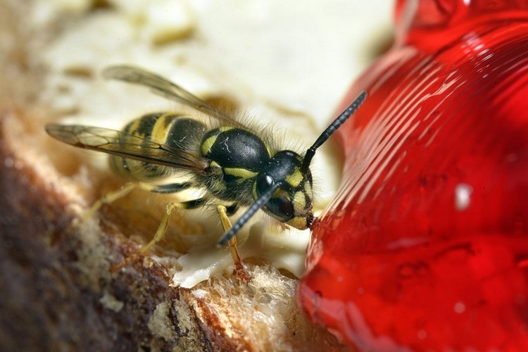 comment détruire un nid de guêpe naturellement