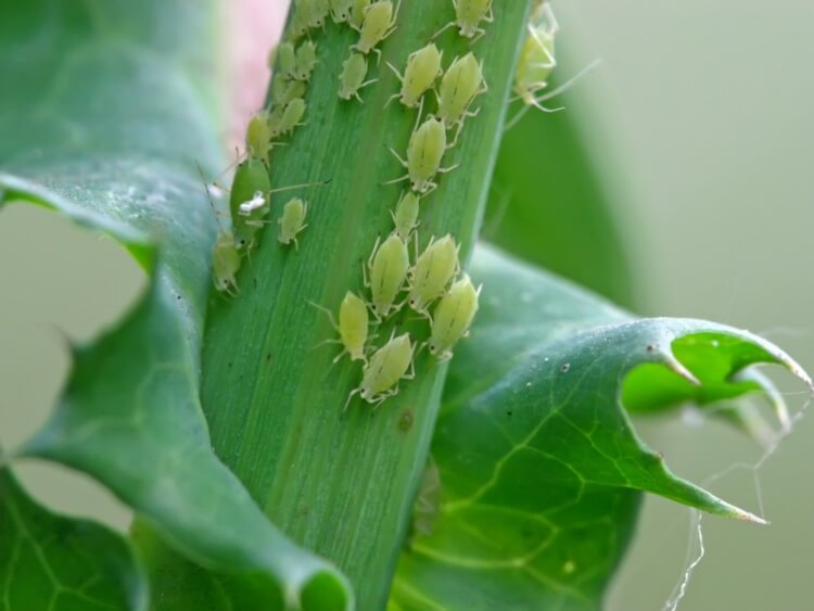 comment enlever les pucerons sur les plantes connaître habitudes minuscules parasites