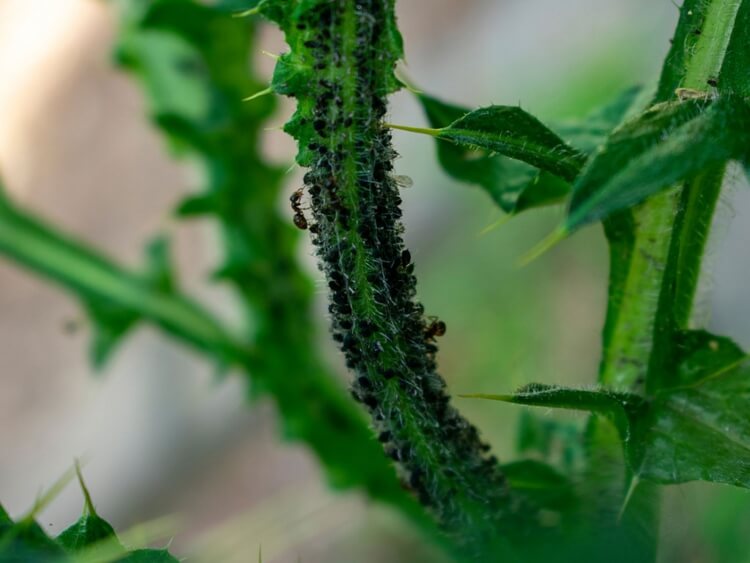 comment enlever les pucerons sur les plantes miellat nourriture préférée fourmis