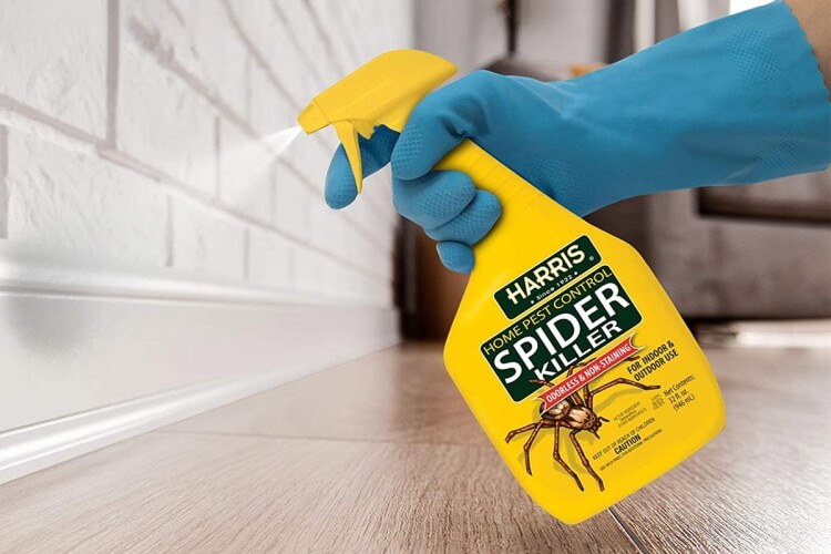 comment faire fuir les araignées sprays efficaces tenir écart