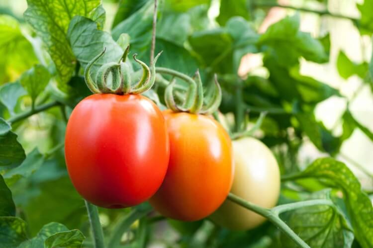 comment faire mûrir les tomates arroser solution rose permanganate potassium