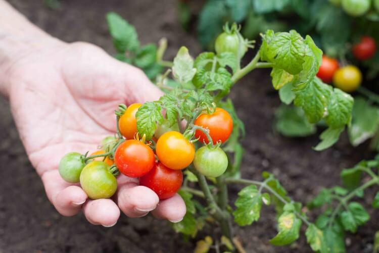 comment faire mûrir les tomates libérer gaz éthylène