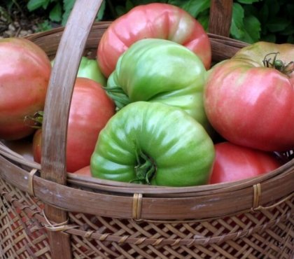 comment faire mûrir les tomates mettre récipient respirant