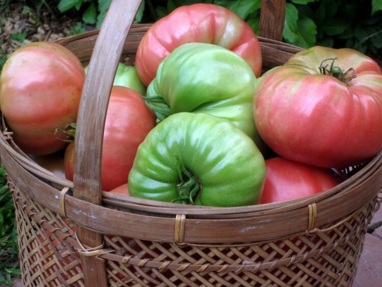 comment faire mûrir les tomates mettre récipient respirant