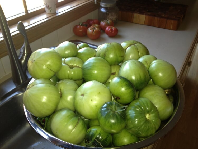 comment faire mûrir les tomates vertes suivre maturation éviter moisissure