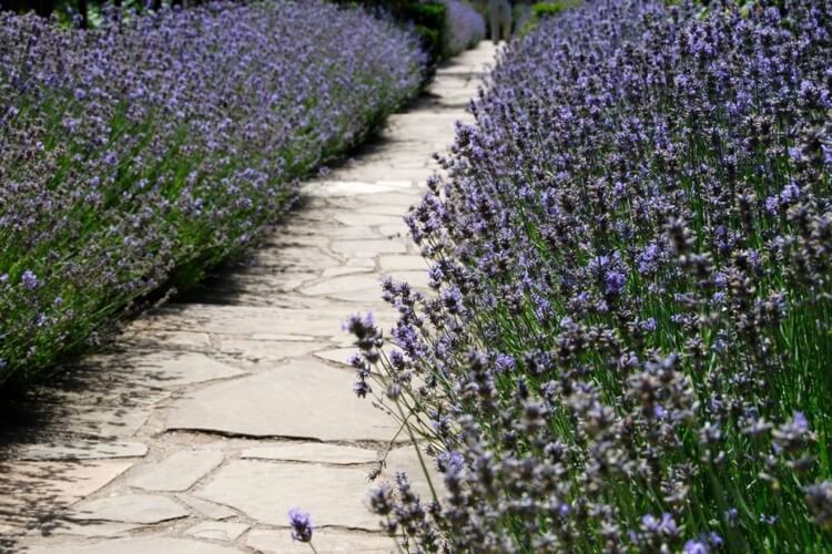 comment planter de la lavande dans son jardin méditerranéen pour faire une bordure fleurie