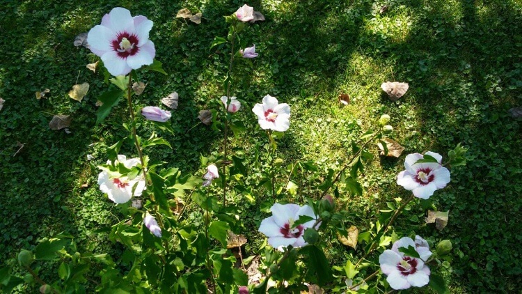 comment planter un hibiscus de jardin en pleine terre conseils
