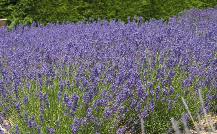 comment planter une bordure de lavande Angustifolia Folgate plantes méditerranéennes