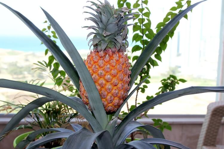 comment récolter le fruit ananas